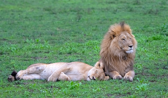 Lion (Panthera leo) male and female. Ndutu region of Ngorongoro Conservation Area, Tanzania, Africa