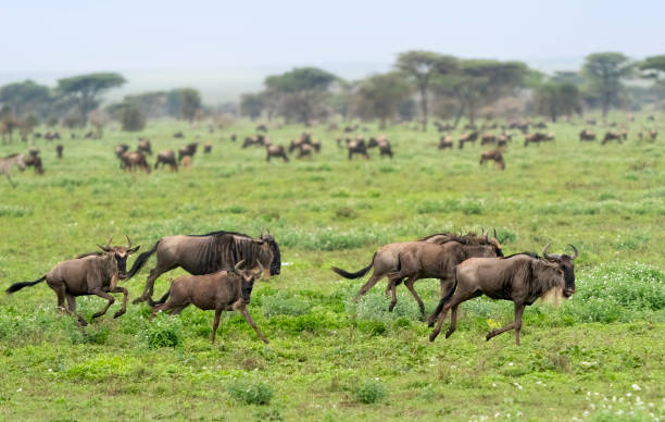 istock Wildebeest Herd on the African Savannah 1386773854