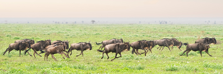 Wildebeest (Connochaetes taurinus) herd during annual migration. Ndutu region of Ngorongoro Conservation Area, Tanzania, Africa.