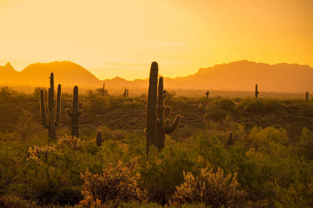 Cactus in Phoenix stock photo