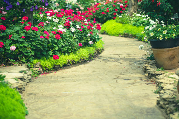 istock blooming geranium flower plant in garden park 1386777011