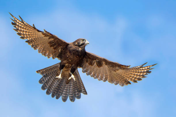 Brown Falcon (Falco berigora) stock photo