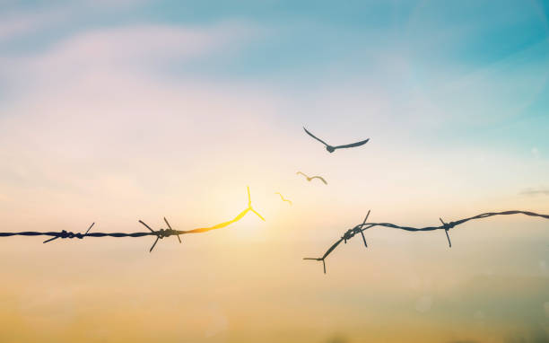Barbed wire fence with sunset Twilight sky. Broke spike change transform to bird boundary concept for human rights slave prison hostage hope to freedom. International liberty day. abolition of slavery stock photo