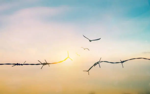 Photo of Barbed wire fence with sunset Twilight sky. Broke spike change transform to bird boundary concept for human rights slave prison hostage hope to freedom. International liberty day. abolition of slavery