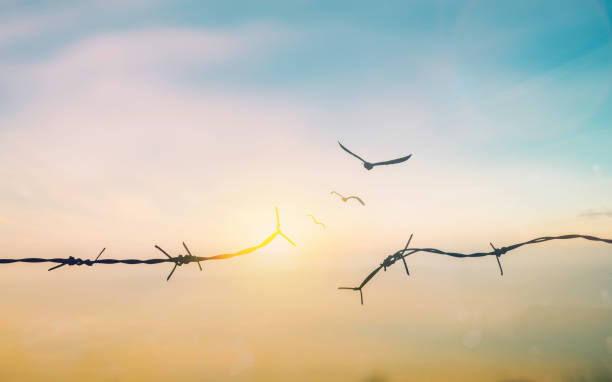 barbed wire fence with sunset twilight sky. broke spike change transform to bird boundary concept for human rights slave prison hostage hope to freedom. international liberty day. abolition of slavery - business slave imagens e fotografias de stock