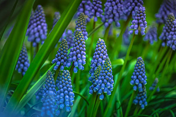 Grape hyacinth Grape hyacinth blooms grape hyacinth stock pictures, royalty-free photos & images