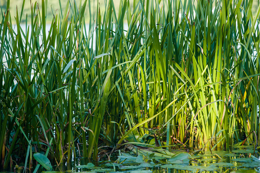 grass reeds in green water in the evening light in a quiet river love in Ukraine