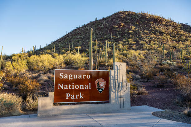 Saguaro National Park Sign At Base of Cactus Covered Hillside Tucson, United States: February 6, 2021: Saguaro National Park Sign At Base of Cactus Covered Hillside desert wash stock pictures, royalty-free photos & images