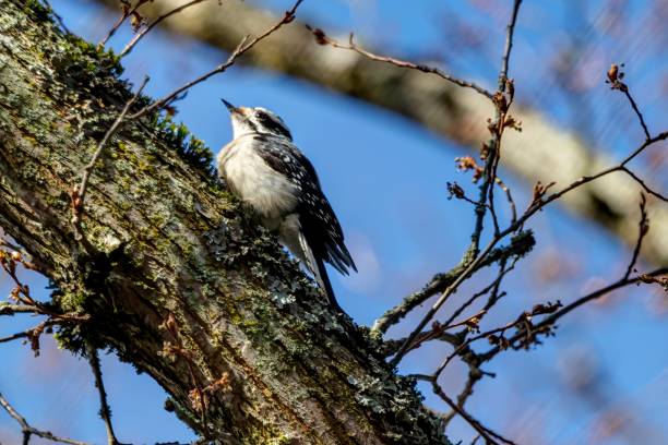 istock Hairy Woodpecker looking for food on a tree trunk 1386783020