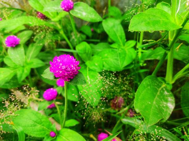 地球儀アマランスの花 - globe amaranth ストックフォトと画像