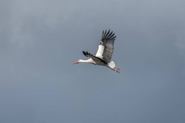 istock White stork (ciconia ciconia) in flight in a village. 1386784249