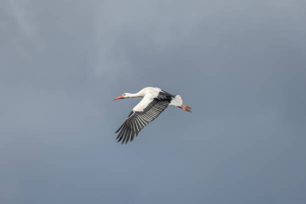istock White stork (ciconia ciconia) in flight in a village. 1386784256