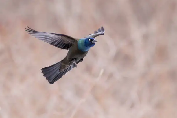 Photo of Common Grackle (Quiscalus quiscula) in flight