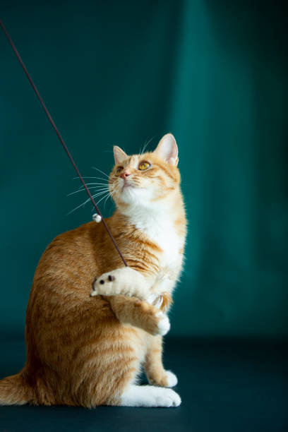 istock Ginger cat catching toy mouse - stock photo 1386793378