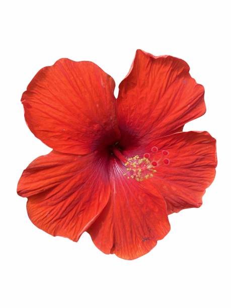 istock hibiscus flower on white background 1386796384