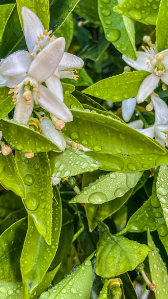 istock Orange blossoms soaked with a spring rain 1386797272