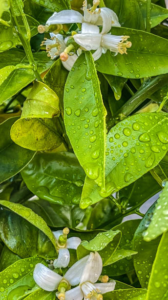 istock Orange blossoms soaked with a spring rain 1386797278