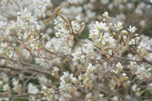istock Spring branch with white flowers without leaves 1386798001