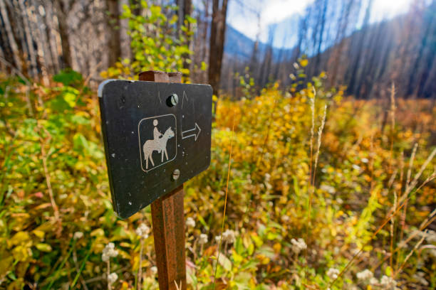 Horse trail in a forest scared by fire in Waterton National Park found in the Canadian Rockies
