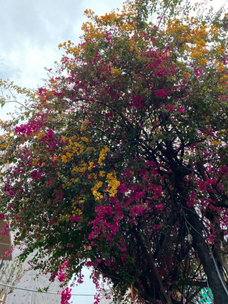 istock Bougainvillea tree in full bloom 1386799287