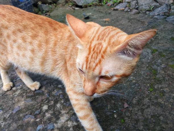 istock Closeup Domestic cat with brown fur with eye looking something 1386802206