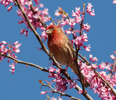 An image of a House Finch eating blossom flowers.