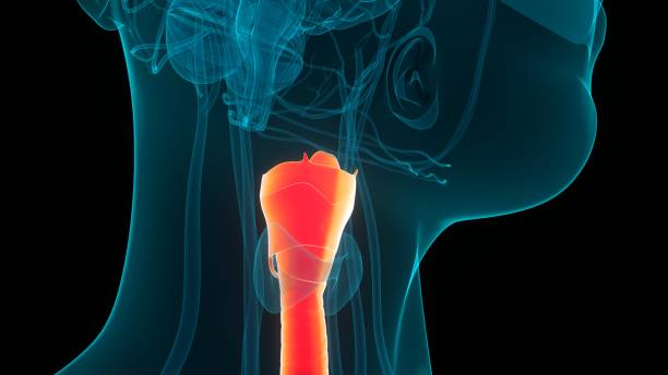 istock Human Respiratory System Larynx and Pharynx Anatomy 1386803746