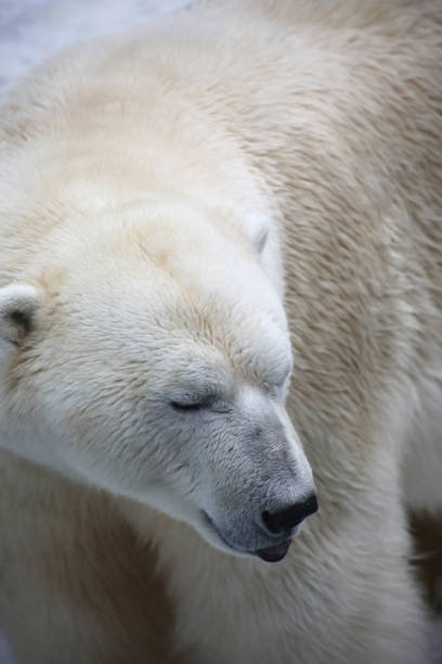 nahaufnahme porträt des eisbären - polar bear bear white close up stock-fotos und bilder