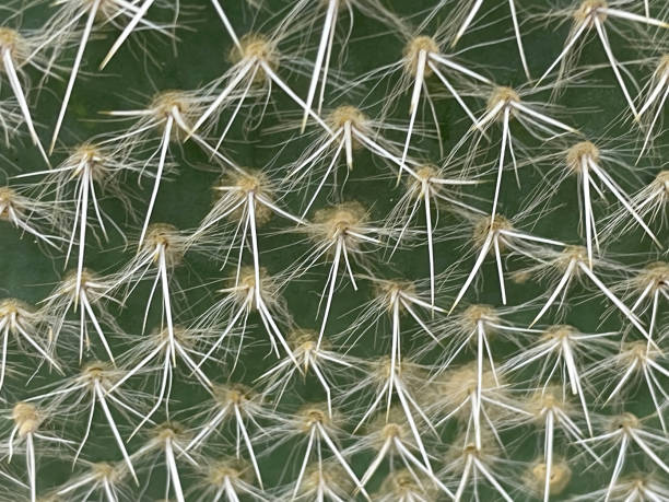 istock close-up cactus plant in nature 1386806860