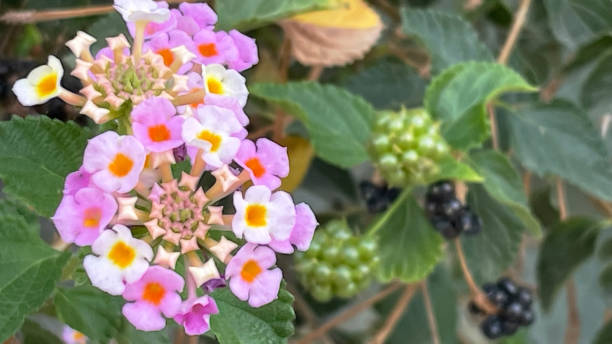 istock Close up lantana flowers in nature 1386807702