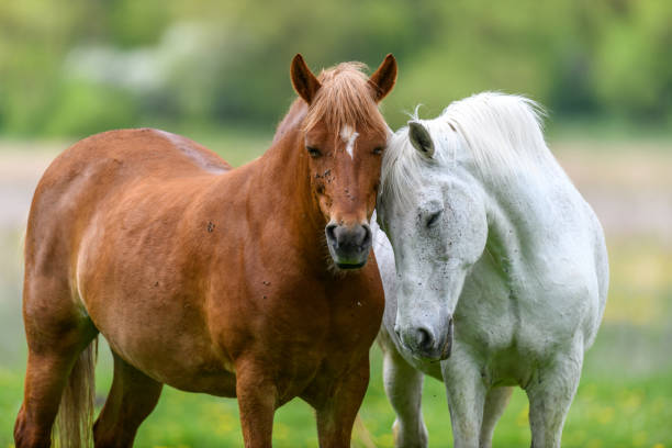 istock White and brown love horse on field 1386811418