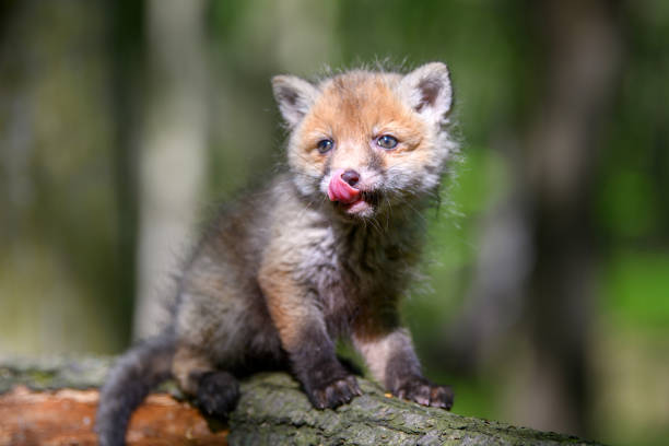 istock Red fox, vulpes vulpes, small young cub in forest. Cute little wild predators in natural environment 1386811426