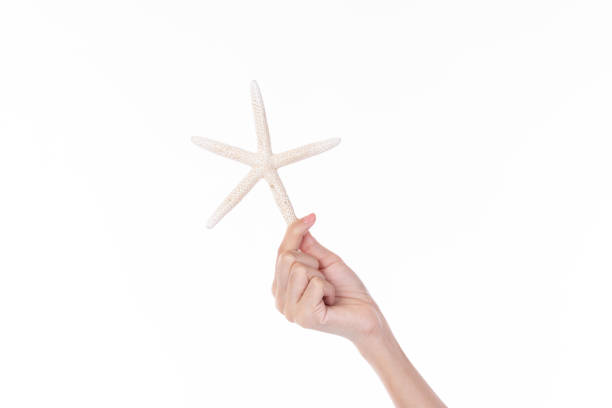 istock Female hand holding starfish isolated on white background. 1386812205
