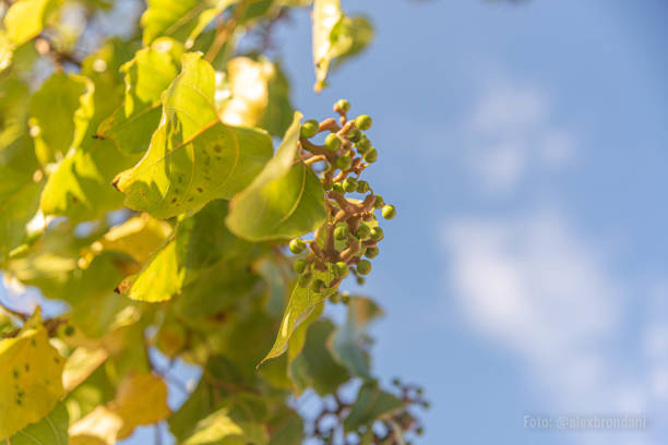 ligustrum lucidum の葉と花を青い背景に - privet ストックフォトと画像