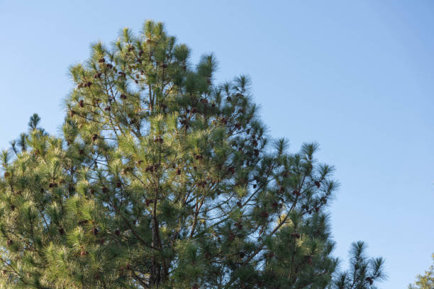 istock Pinus elliottii on blue background. 1386812338