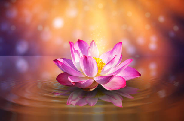 istock lotus Pink light purple floating light sparkle purple background 1386813333