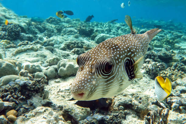 istock White-spotted puffer on coral reef,Red sea 1386813660