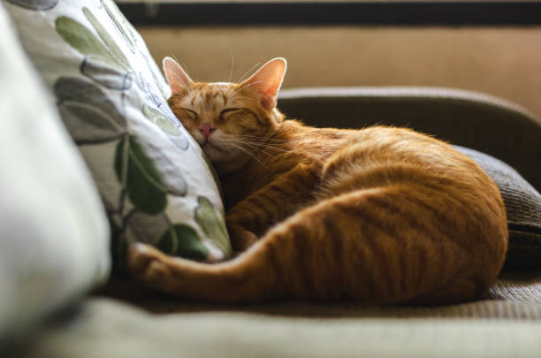 istock Domestic male cat sleeping and lean the head on pillow 1386816313