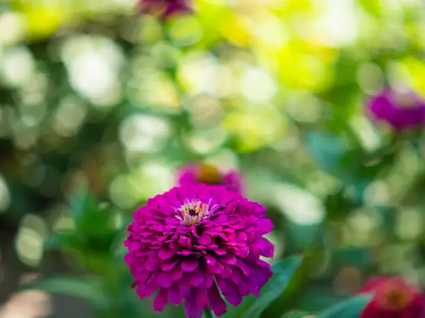 A colorful purple-lilac zinnia flower, taken from the side in the garden. Close-up of a flowering cynia on a blurred natural green background. Elegant flowers in the summer garden.