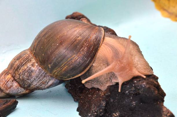 istock giant snail 1386819162