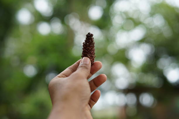 A man's hand holding a dry fruit