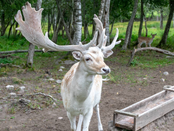 istock beautiful deer portrait 1386820414