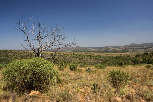 View over the grassland in the Magaliesberg mountains of South Africa, on a clear sunny summer's day. stock photo