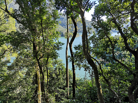 The idyllic Shing Mun reservoir Country Park, located in New Territories of Hong Kong. The paperbark trees lining the paths of the reservoir.