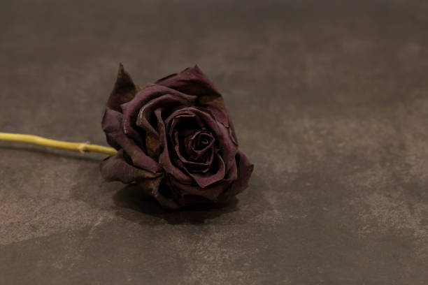 istock A dry red rose on a dark background 1386821693