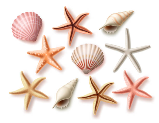 summer seashells vector set. beach sea shells collection and assorted aquatic objects - seashell stock illustrations