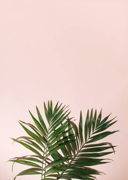 istock Palm leaves lie on the ground. the light refracts into pink tones. Copy space 1386823643