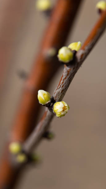 istock Spring is the season for plants to grow back 1386824226