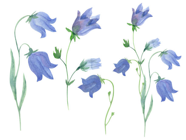 Watercolor set with campanula or bellflower isolated on white. Watercolor set with campanula or bellflower isolated on white. Great for  design of fabrics, wrapping papers, wallpapers, home posters, greeting cards. Beautiful blue meadow or  wild flowers. campanula stock illustrations