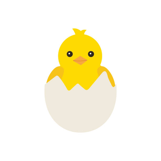 ilustraciones, imágenes clip art, dibujos animados e iconos de stock de pollo recién nacido amarillo nacido nacido de un huevo, para el diseño de pascua. pequeño pollito amarillo de dibujos animados. ilustración vectorial aislada sobre fondo blanco - chicken yellow isolated young animal